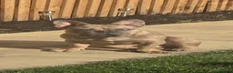 French Bulldog dogs for sale: Male merle frenchie  - Advert 3