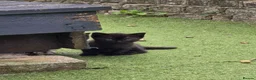 Mixed Breed cats for sale: Kittens in Sittingbourne - Advert 5