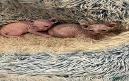 Sphynx cats for sale: Elf SPHYNX  - Image 2