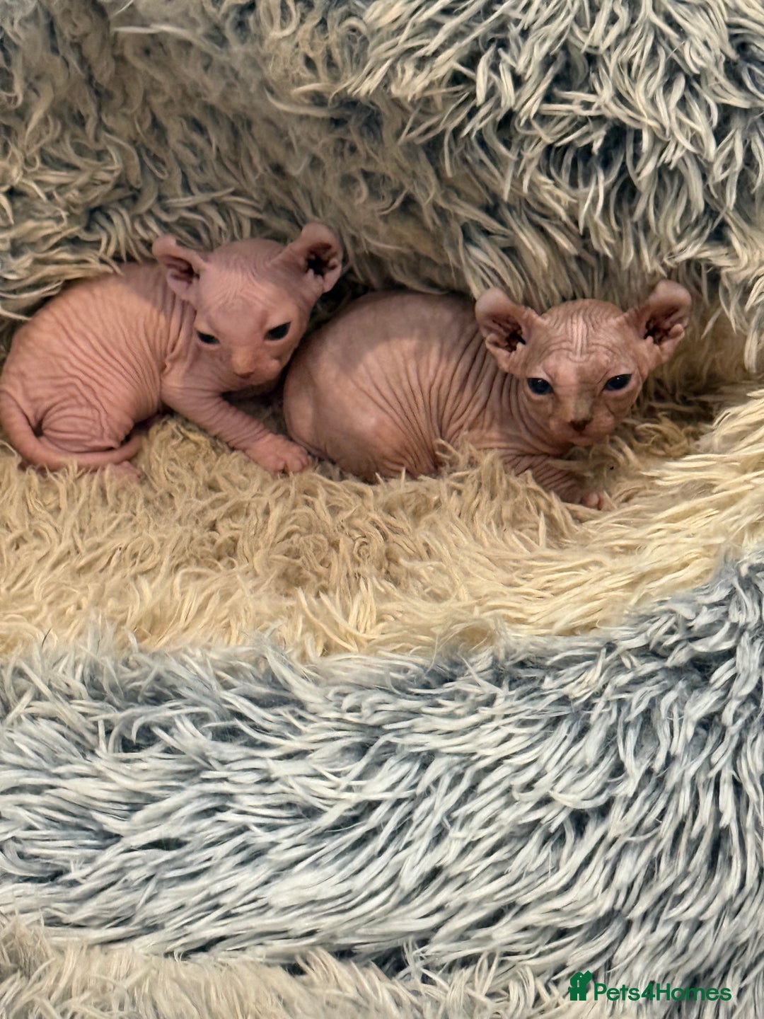 Sphynx cats for sale: Elf SPHYNX  - Image 2
