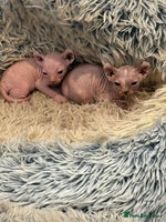 Sphynx cats - Advert 12