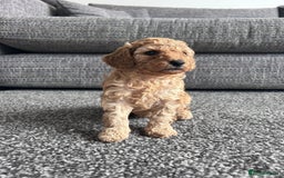 Miniature Poodle dogs for sale: Miniature poodle - Image 1