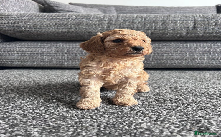 Miniature Poodle dogs - Advert 10