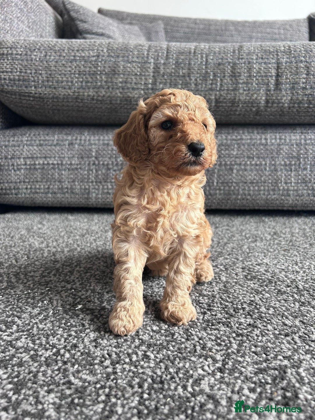 Miniature Poodle dogs for sale: Miniature poodle - Image 1