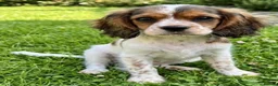 Mixed Breed dogs for sale: Three Roan Puppies Available  - Advert 10