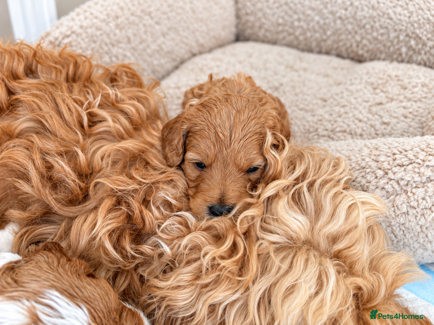 Cockapoo dogs for sale: Beautiful F2 Cockapoo Puppies  - Advert 2
