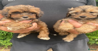 Shihpoo dogs - Advert 11