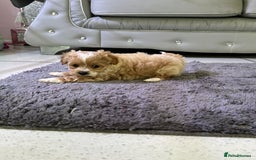 Maltipoo dogs for sale: Outstanding F1 Maltipoo Puppies - Image 8