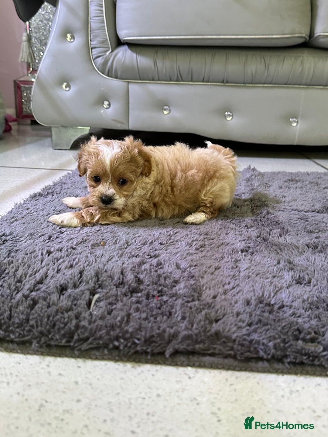 Maltipoo dogs for sale: Outstanding F1 Maltipoo Puppies - Image 8