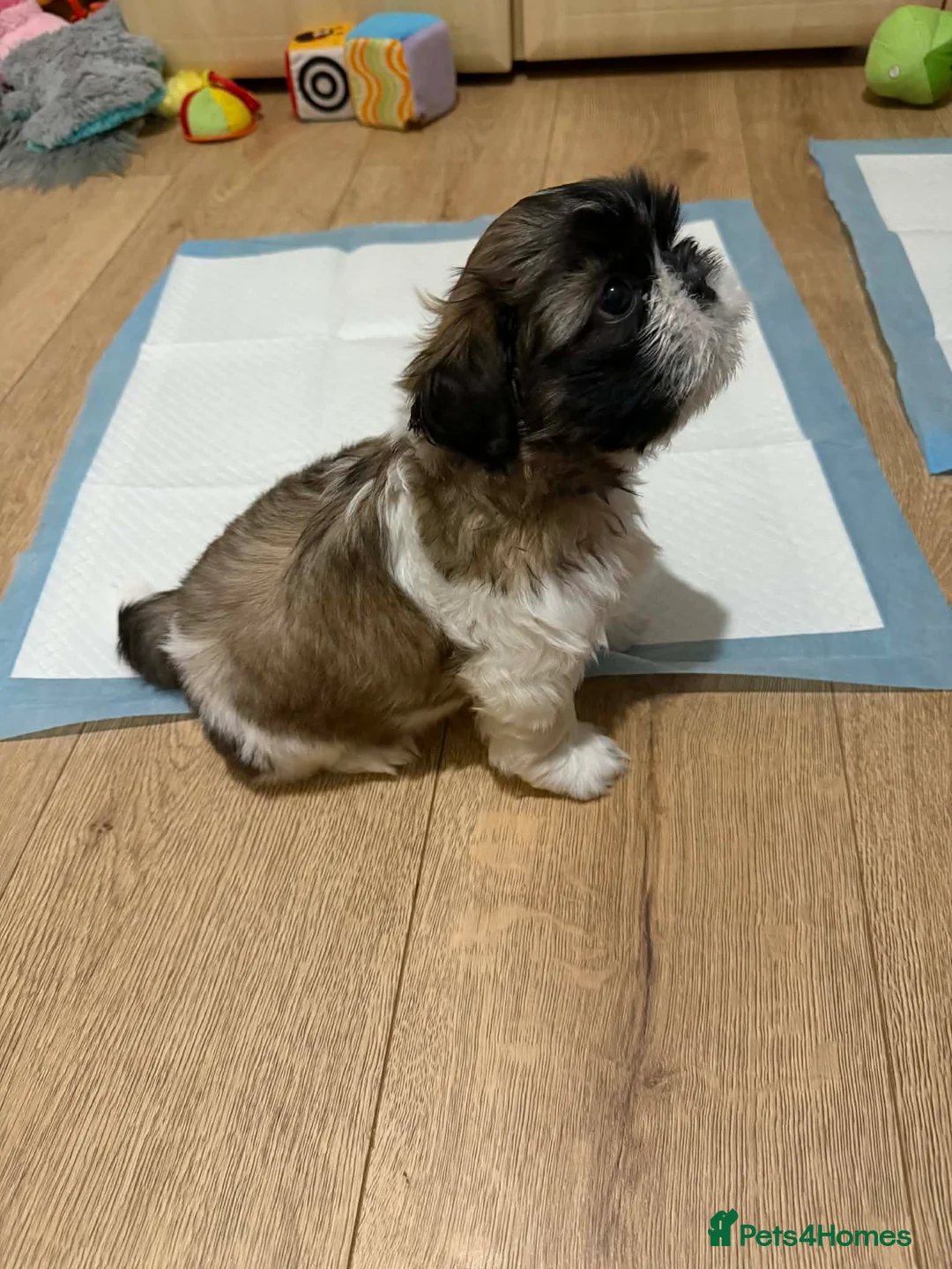 Shih Tzu dogs for sale: Beaty Little boy  - Advert 5