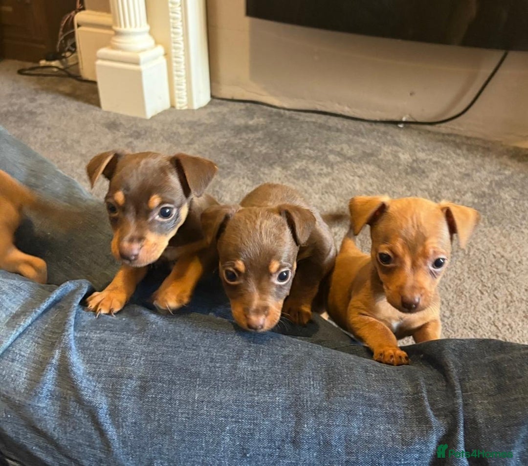 Jack Russell dogs for sale: Beautiful miniature jack russell puppies  - Image 4