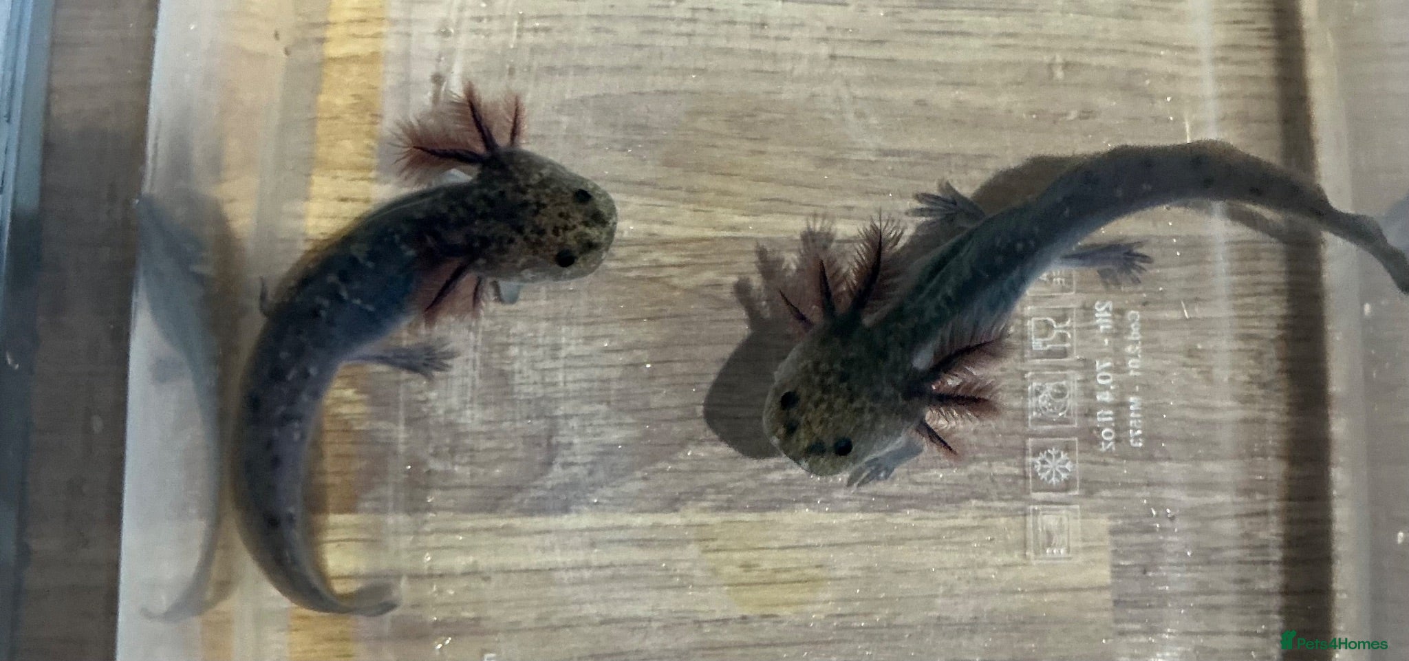 Axolotl reptiles Axolotl Jeuveniles  - Advert 1