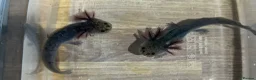 Axolotl reptiles for sale: Axolotl Jeuveniles  - Advert 6