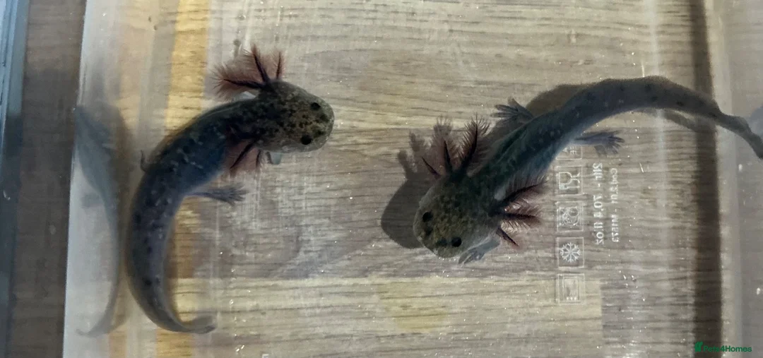 Axolotl reptiles for sale: Axolotl Jeuveniles  - Advert 1