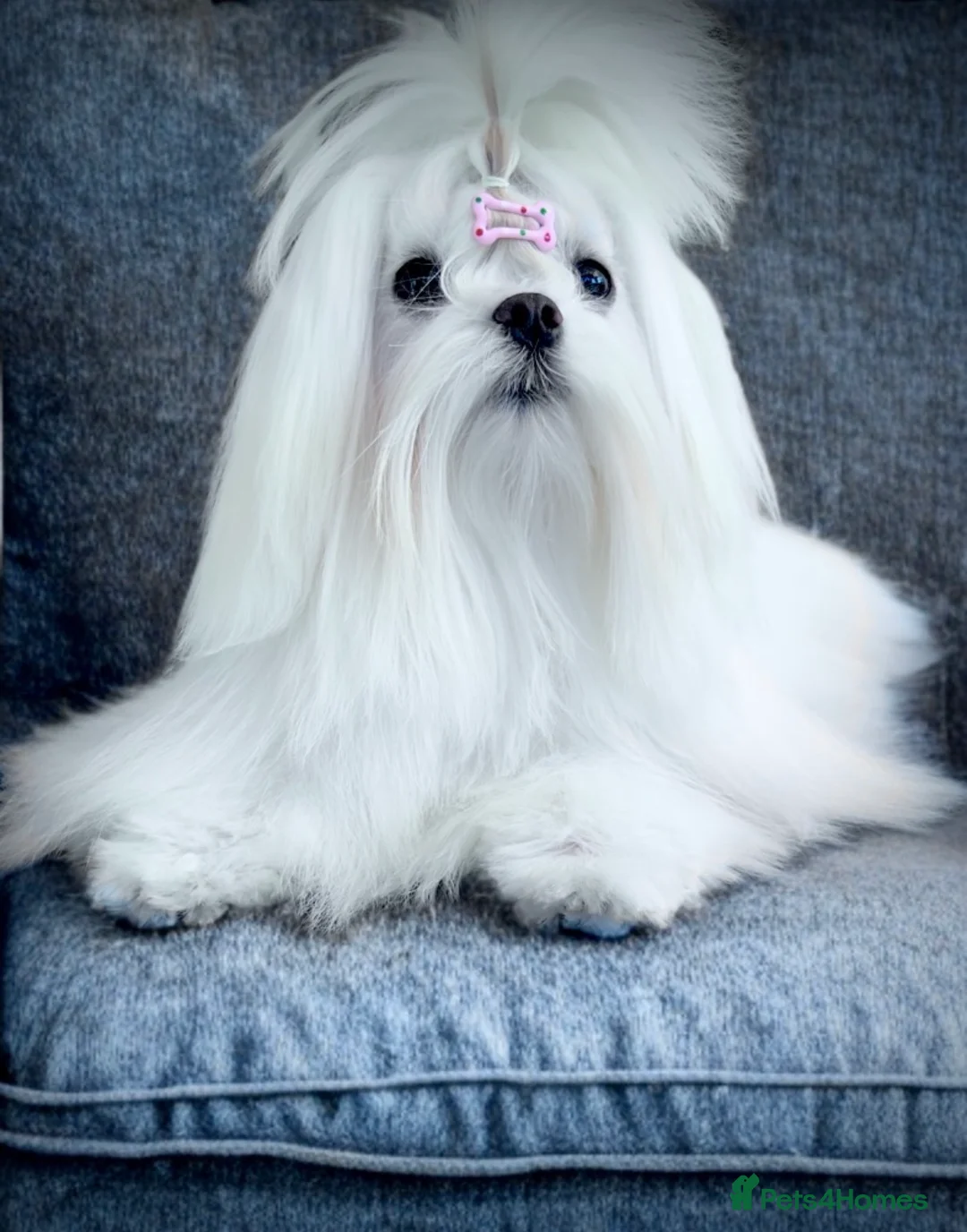 Maltese dogs for sale: Beautiful Korean Maltese male puppy  - Advert 10