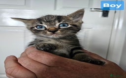 Ragdoll cats for sale: Ragdoll X Kittens - Ready to leave - Image 2