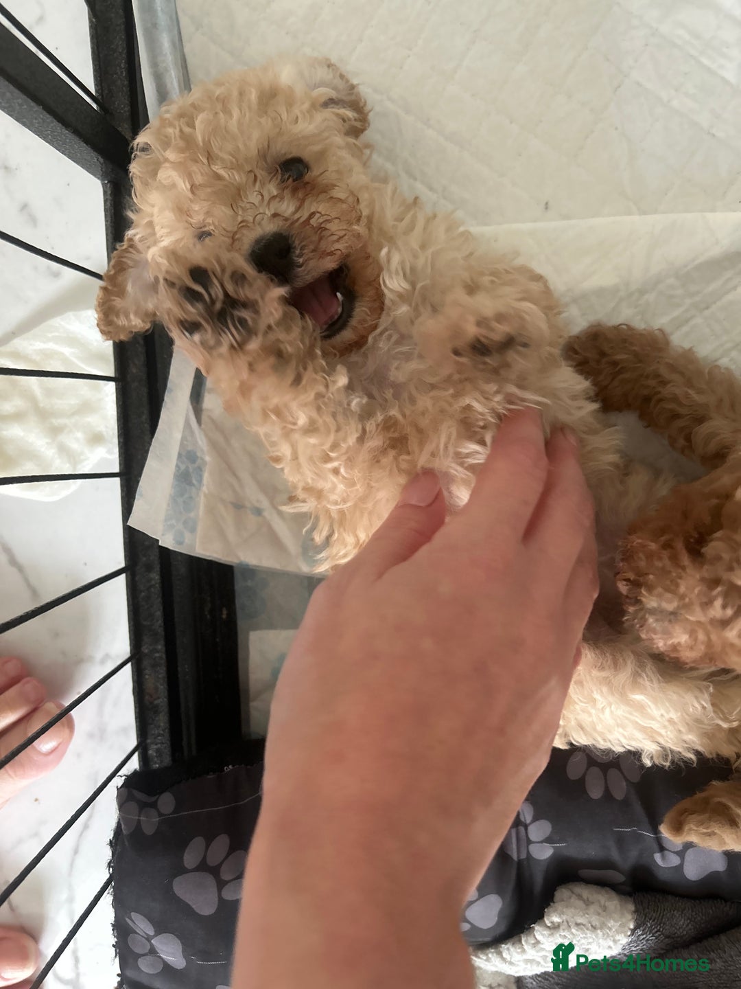 Toy Poodle dogs for sale: Adorable KC Toy Poodle Puppies ❤️🐾  - Image 11