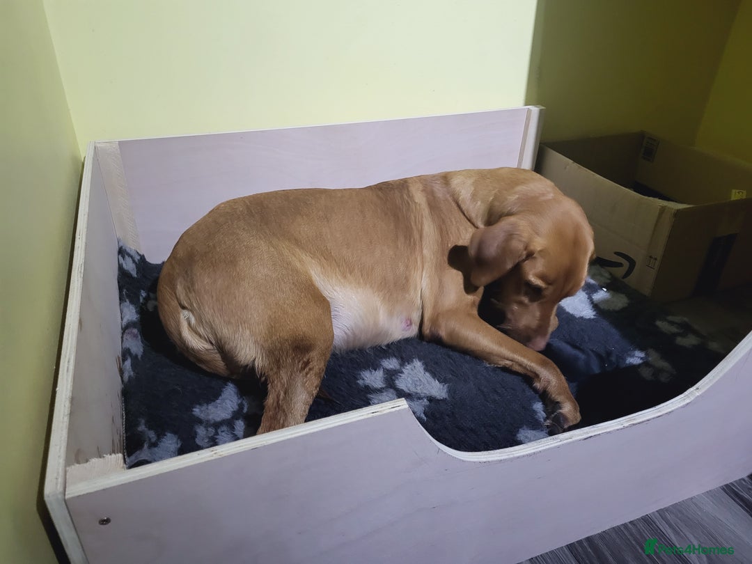 Mixed Breed dogs for sale: STUNNING LITTER SIBERIAN HUSKY x RED FOX LABRADOR - Advert 10