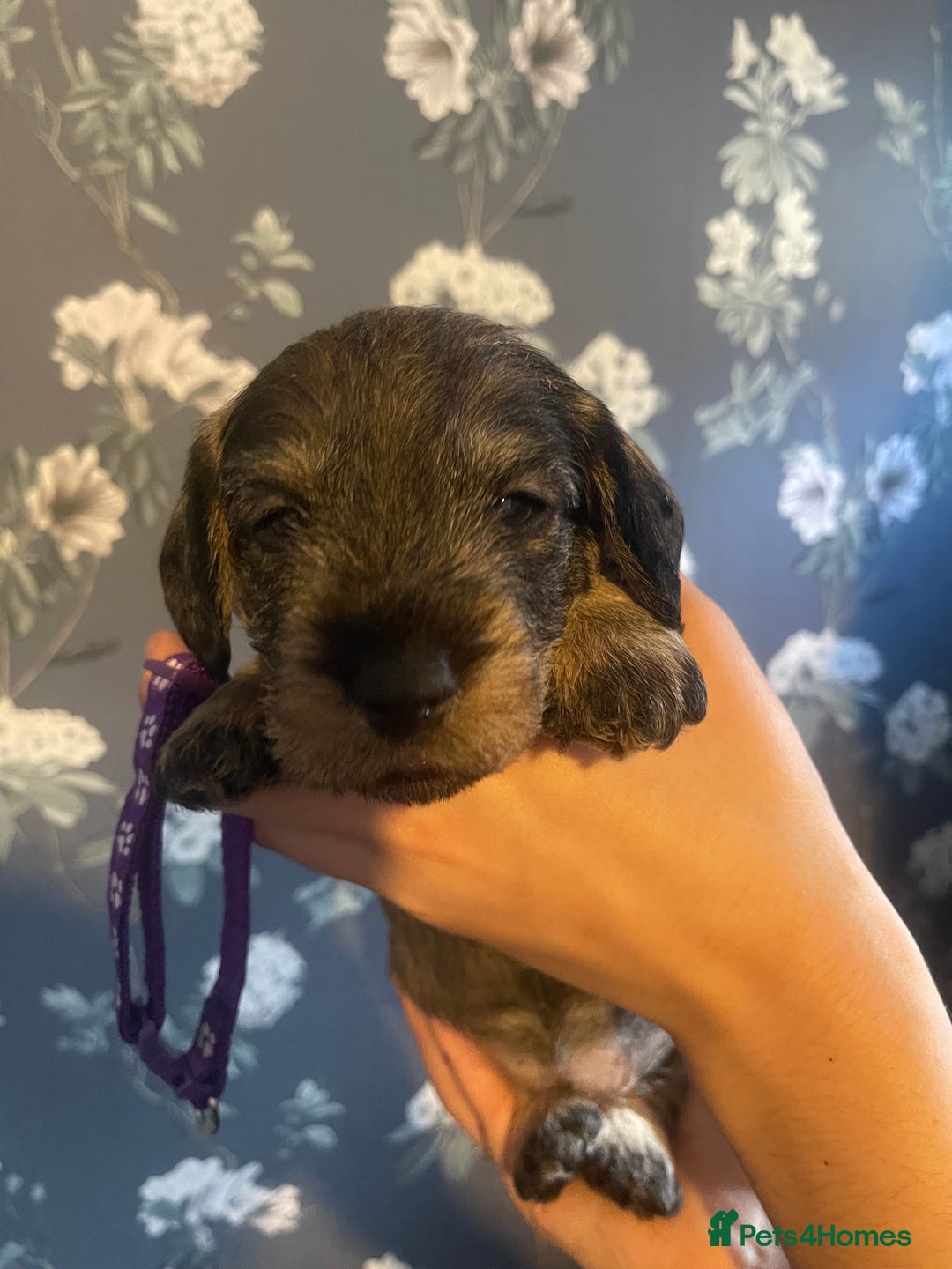 Dachshund dogs for sale: Kc registered standard wirehaired dachshund  - Image 14