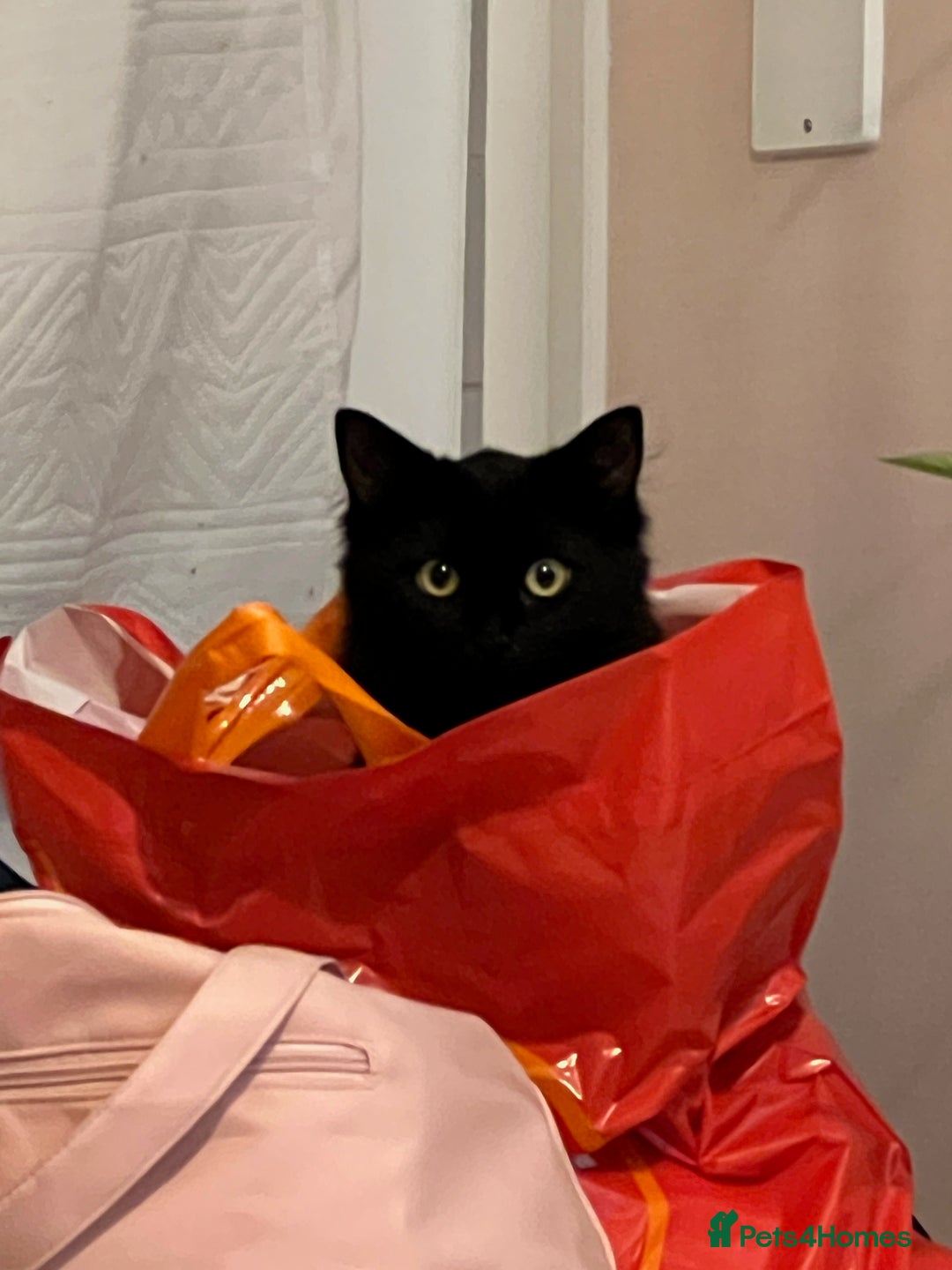 Ragdoll cats for sale:  Ragdoll Kittens- Blue Eyed, Fluffy, Very Cuddly  - Advert 2