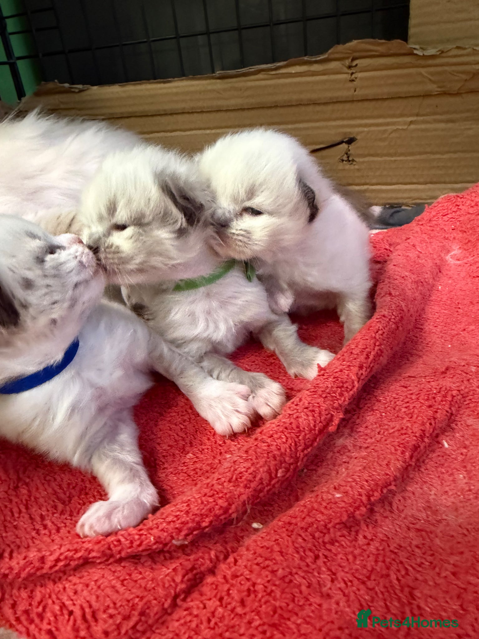 Ragdoll cats Beautiful radgoll kittens looking for new homes✨🤍 - Advert 18