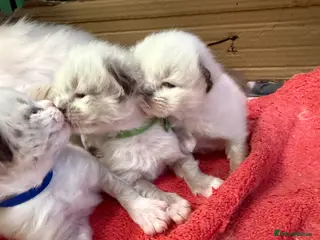 Ragdoll cats Beautiful radgoll kittens looking for new homes✨🤍 - Advert 18