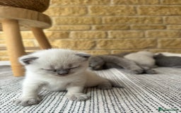 British Shorthair cats for sale: PEDIGREE BRITISH SHORTHAIR KITTENS COLOURPOINT - Image 18