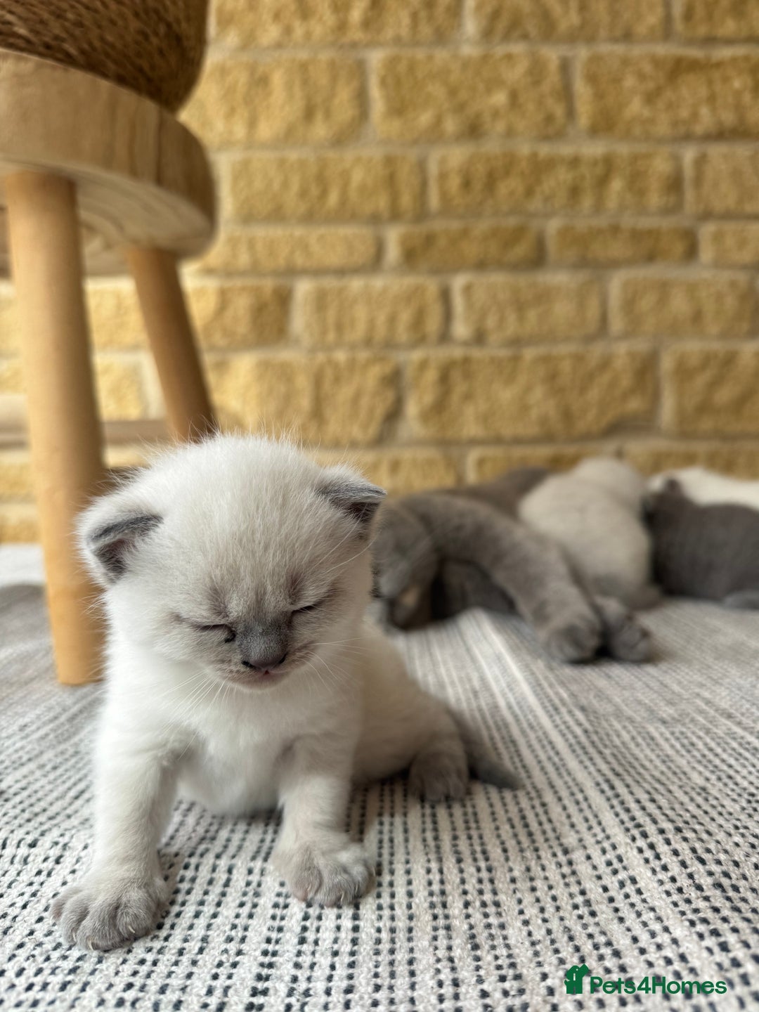 British Shorthair cats for sale: PEDIGREE BRITISH SHORTHAIR KITTENS COLOURPOINT - Image 18