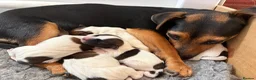 Jack Russell dogs for sale: Delightful Miniature Jack Russell Pups - Advert 11