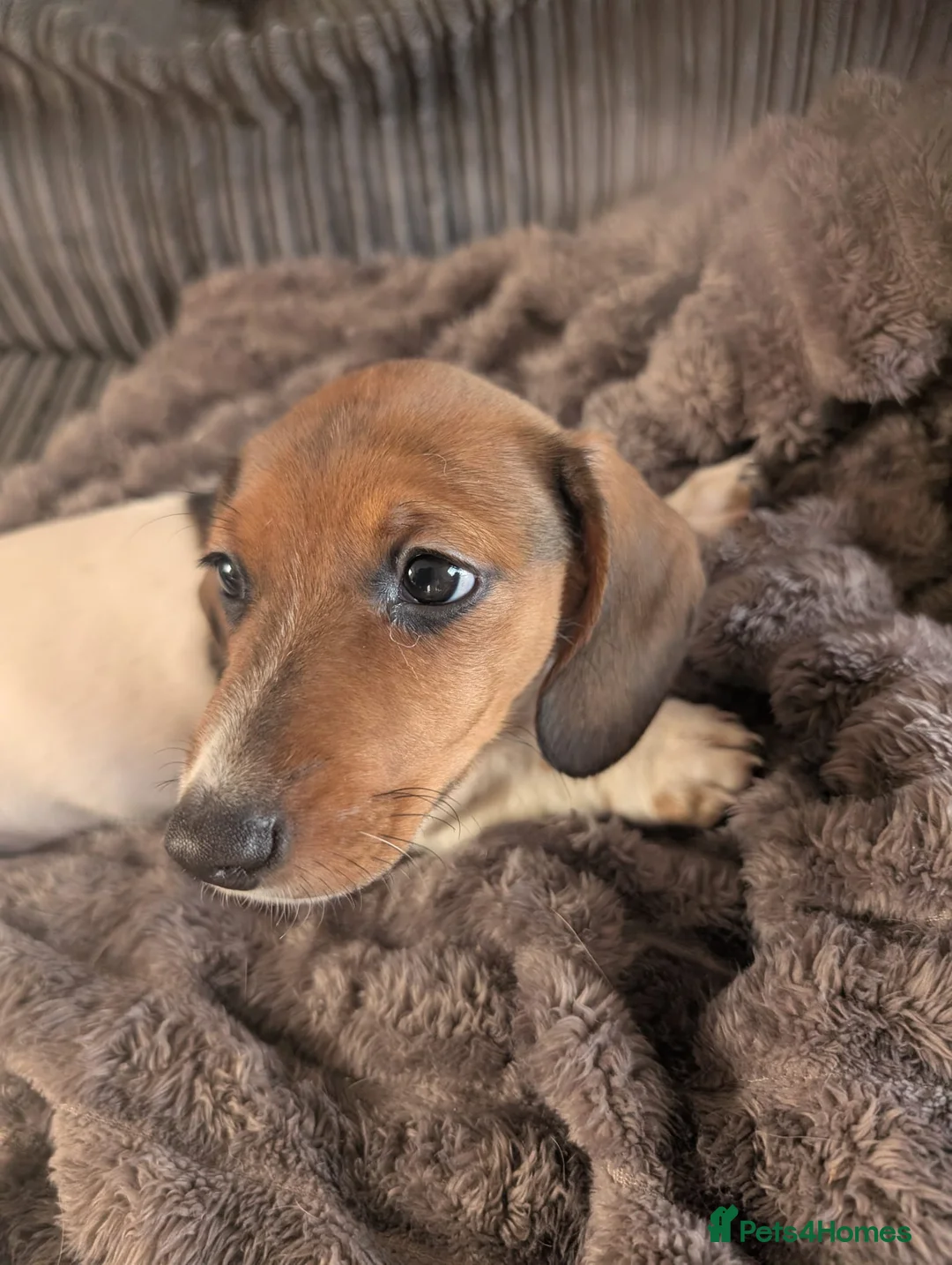 Miniature Dachshund dogs for sale: Dachshund  in Carlisle - Advert 1
