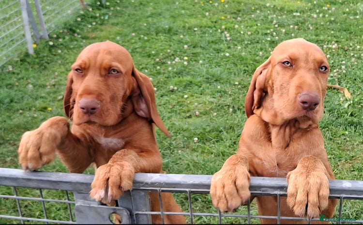 Hungarian Vizsla dogs - Advert 4