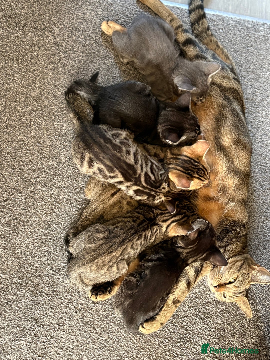 Bengal cats for sale: Russian Blue Bengal’s - Image 7