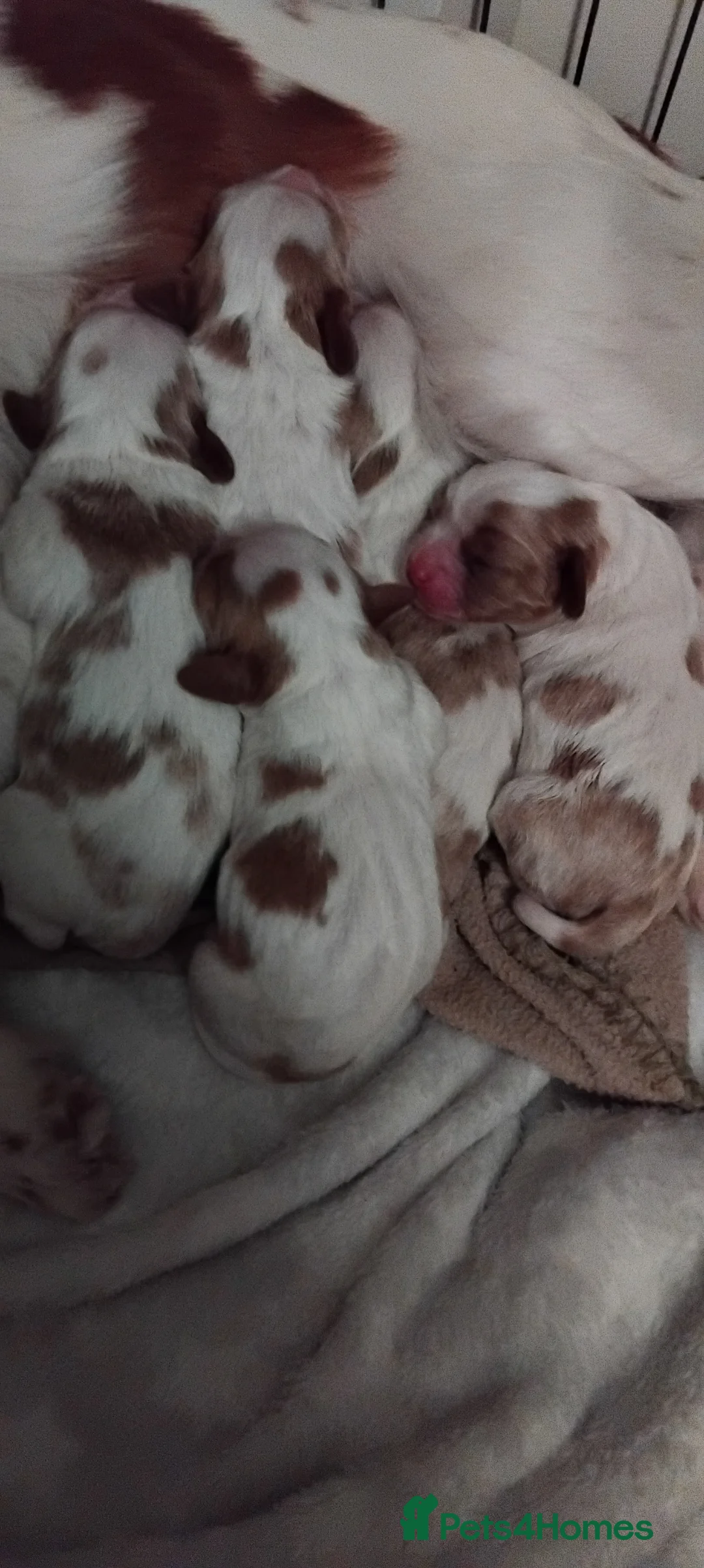 Cavalier King Charles Spaniel dogs for sale: King charles cavalier puppies - Advert 20