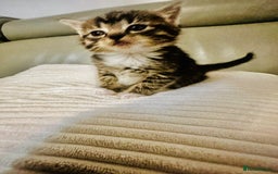 Mixed Breed cats for sale: Beautiful kitties  - Image 4