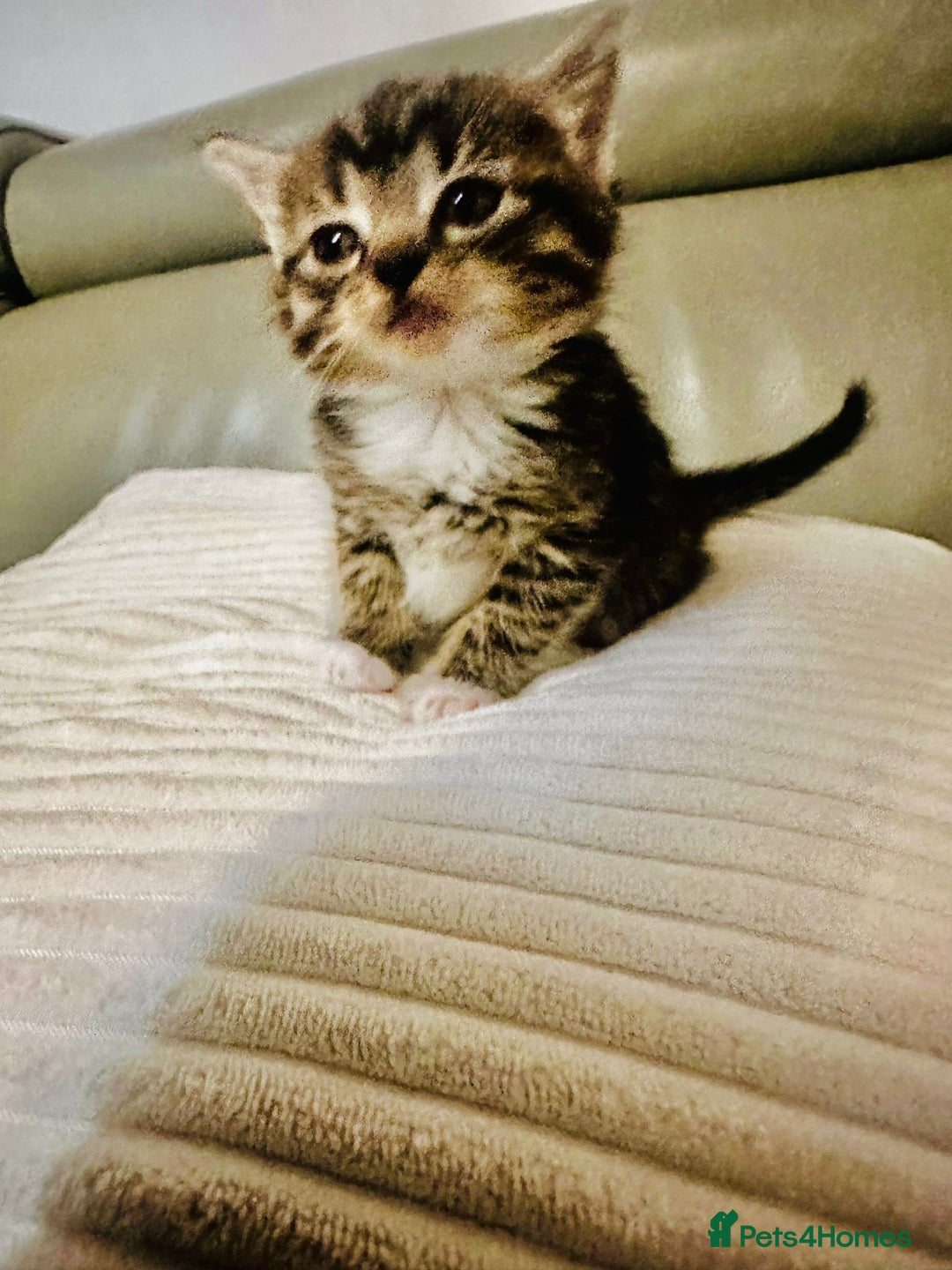 Mixed Breed cats for sale: Beautiful kitties  - Image 4