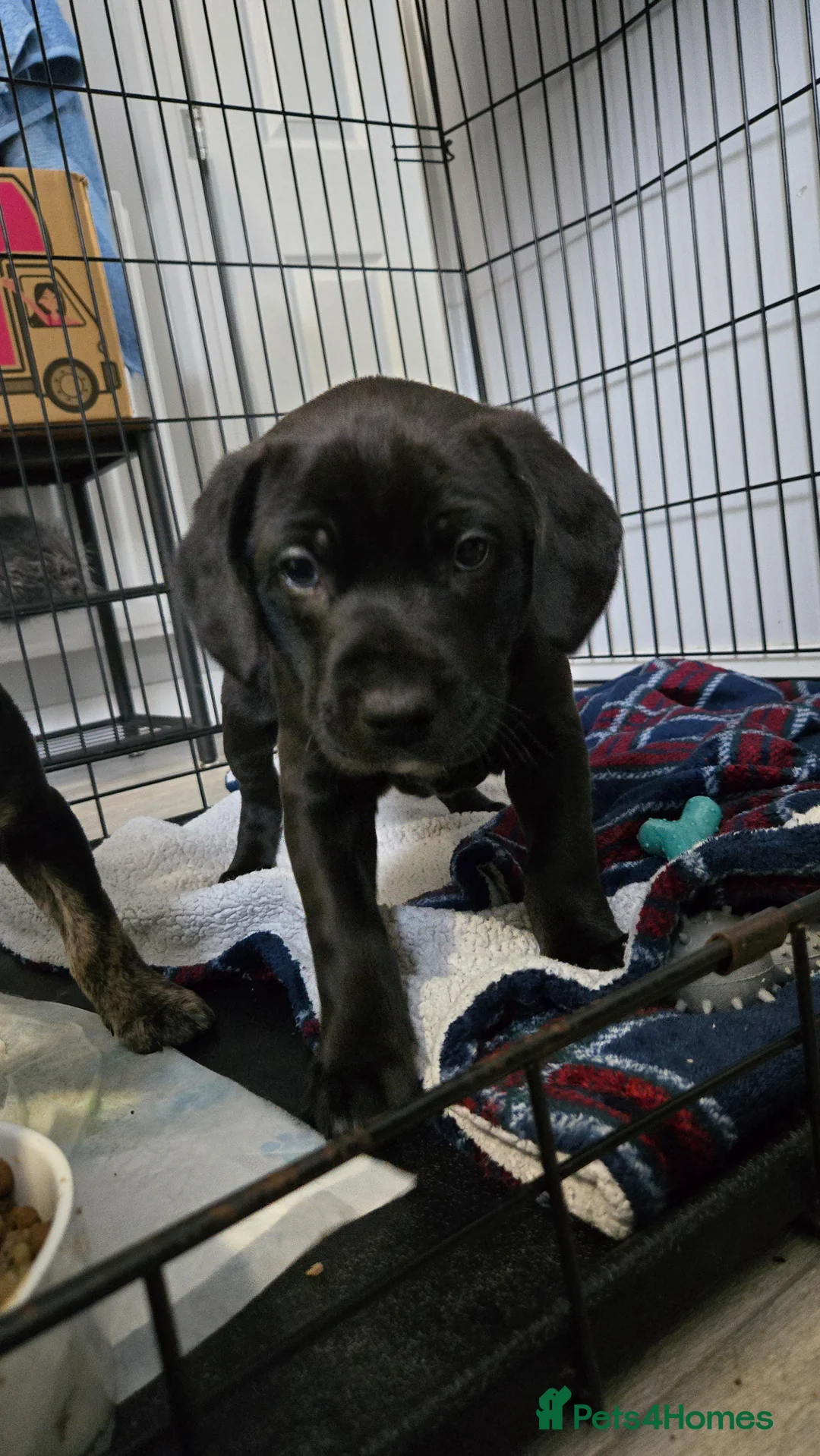 Mixed Breed dogs for sale: Puppies for sale in Carlisle - Advert 2