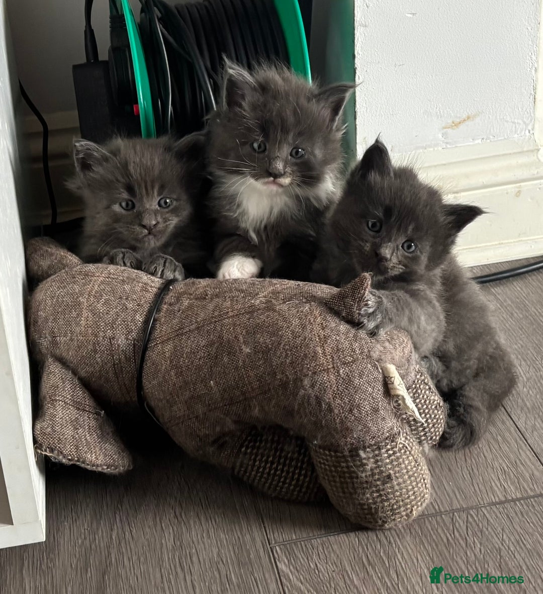 Maine Coon cats for sale: Last litter registered Maine coon kittens  - Advert 5