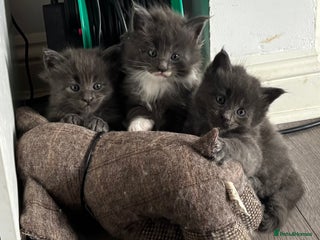 Maine Coon cats - Advert 7