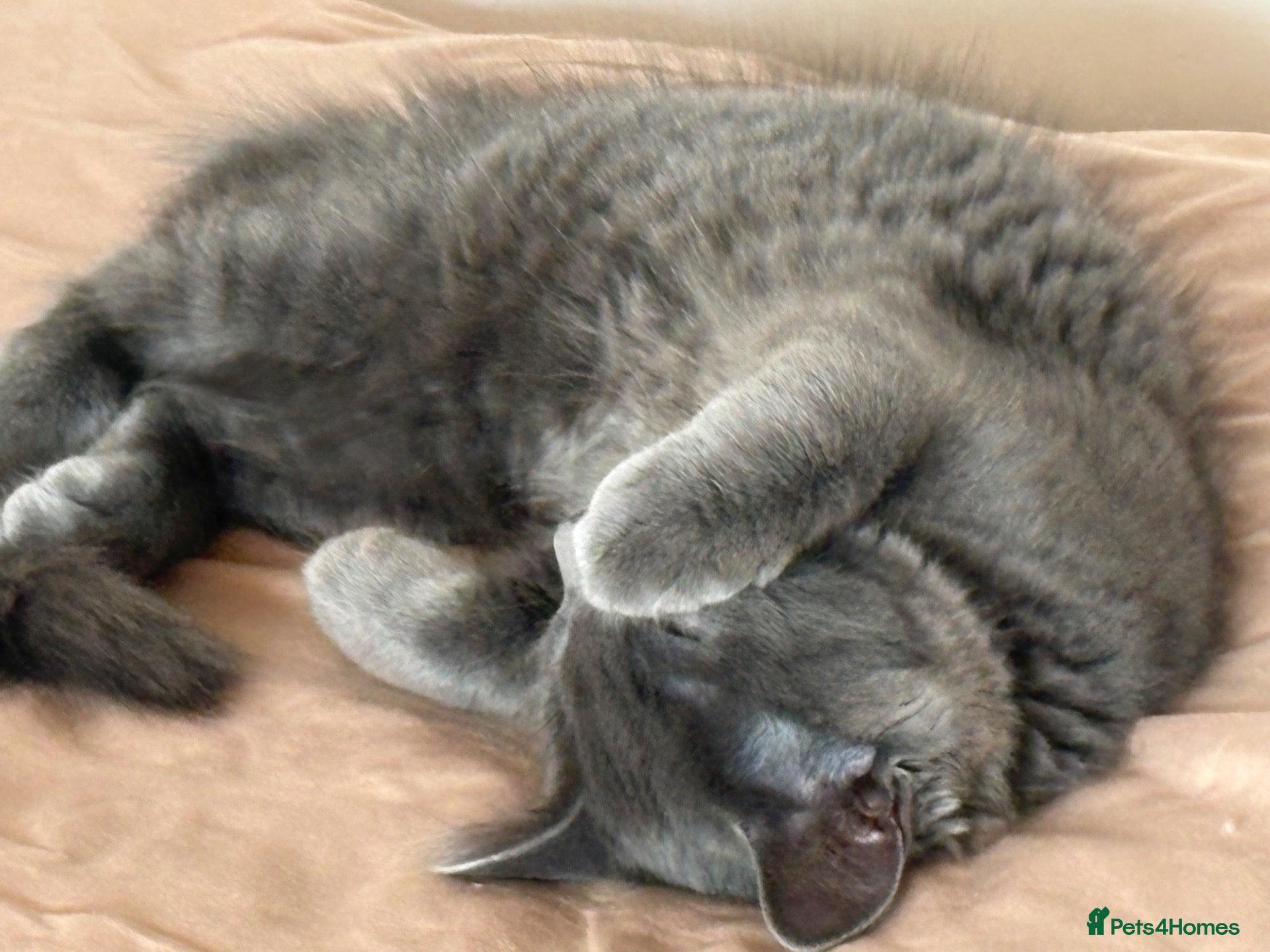 Mixed Breed cats Grey kitten - Advert 3