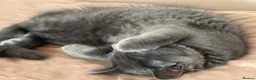 Mixed Breed cats for sale: Grey kitten in Weymouth - Advert 1