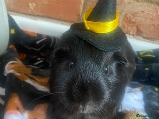 Guinea Pig rodents for sale: Lone boar for sale - Advert 1