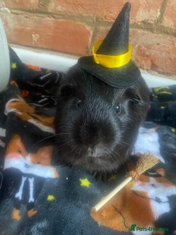 Guinea Pig rodents Lone boar for sale - Advert 11