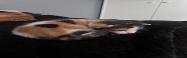 Mixed Breed 3