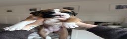 Boxer dogs for sale: 4 CHAMP BLOODLINE CHUNKY BOXER PUPS, bobtail/tail - Advert 25