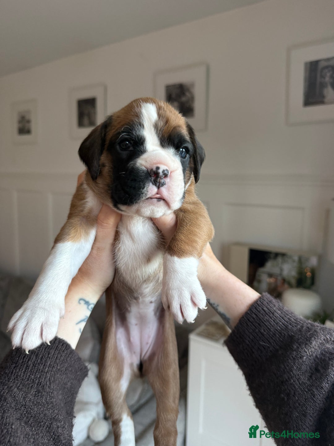 Boxer dogs for sale: 4 CHAMP BLOODLINE CHUNKY BOXER PUPS, bobtail/tail - Advert 25