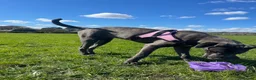 Cane Corso dogs for sale: Luna  - Advert 12