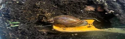 Snails invertebrates for sale: Giant African Land Snail Babies in Plymouth - Advert 4