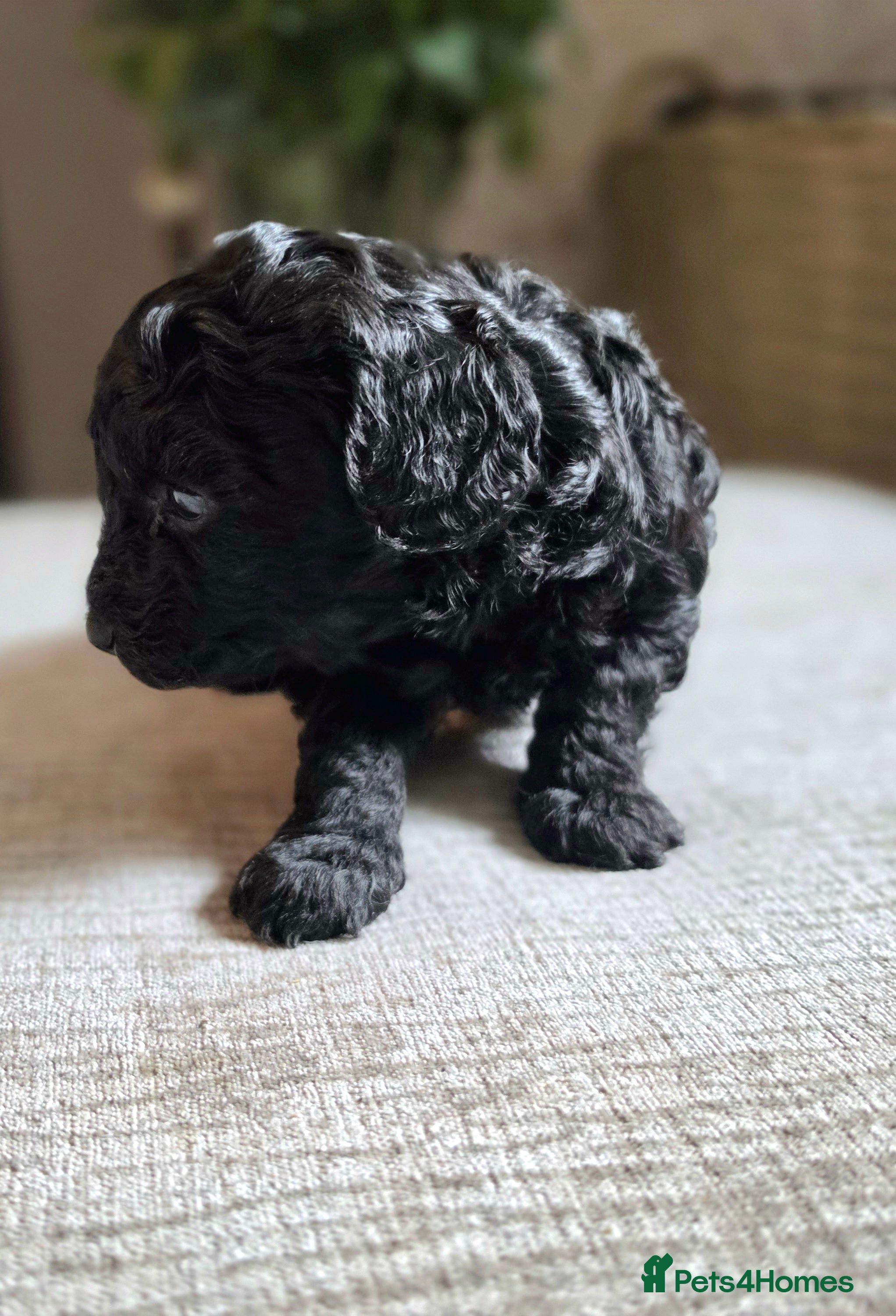 Cavapoo dogs F1bb cavapoo puppies  - Advert 1