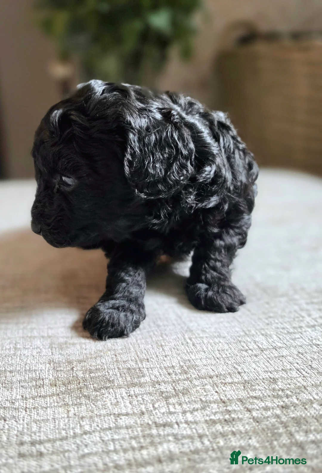 Cavapoo dogs for sale: F1bb cavapoo puppies  - Advert 1