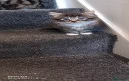 Mixed Breed cats for sale: Mixed breed tabby kitten - Image 3